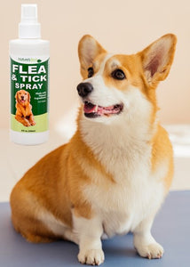 Nature's best flea and tick clearance spray